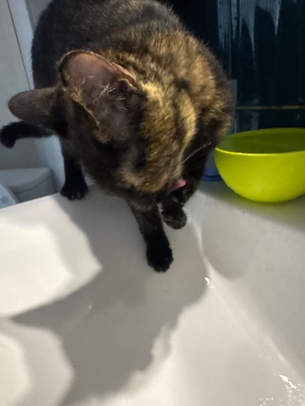 Cat drinks from faucet in sink over six minutes