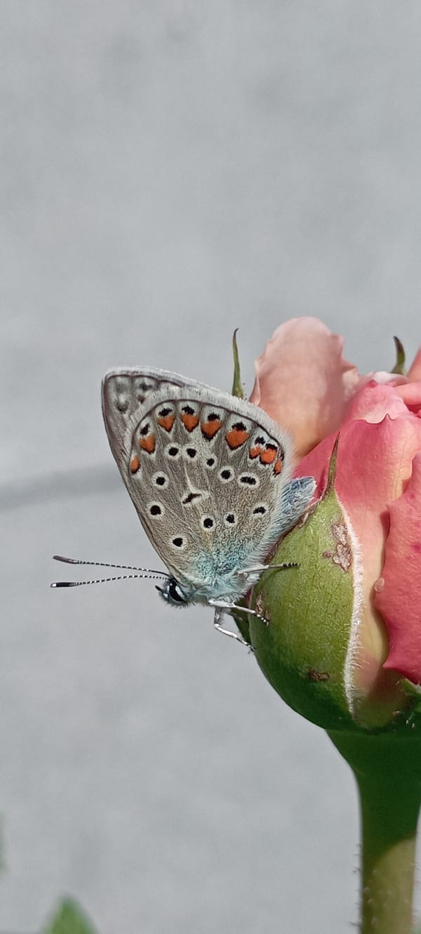 Butterflies and bees among roses in a Ukrainian garden