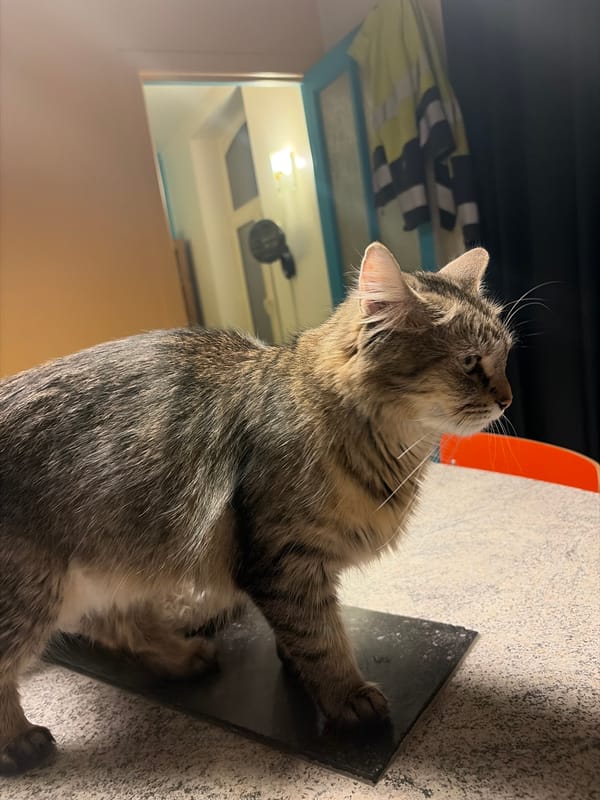 Tabby cat sits on table in Antwerp home