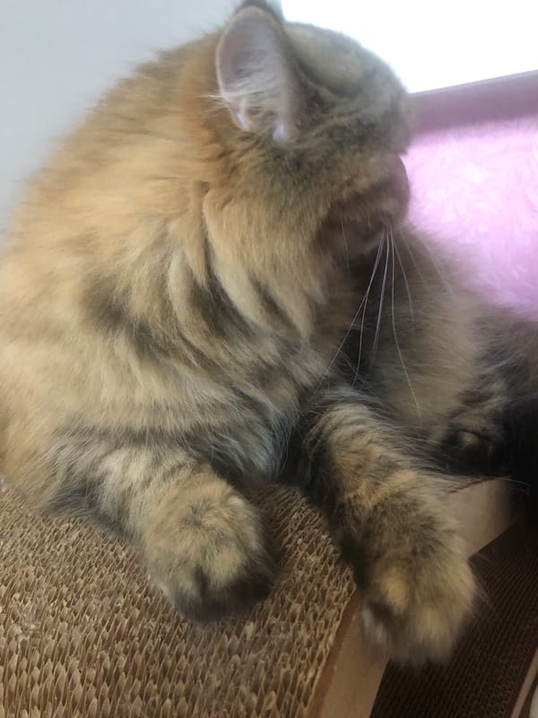 Cats napping, yawning, and grooming in cozy indoor spots