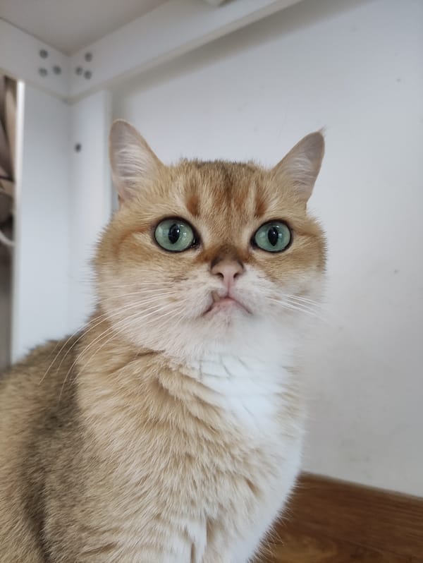 Golden cat with green eyes photographed in Bar, Montenegro