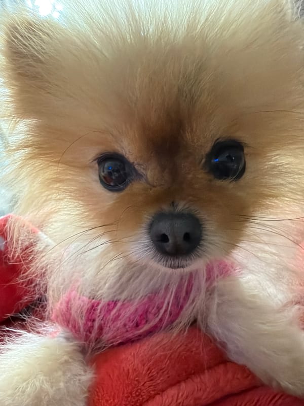 Fluffy tan dog photographed wearing pink garment
