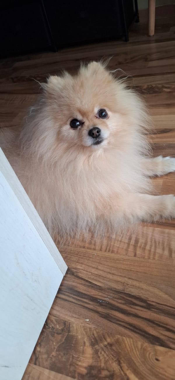 Person pets Pomeranian dog in quiet morning moment