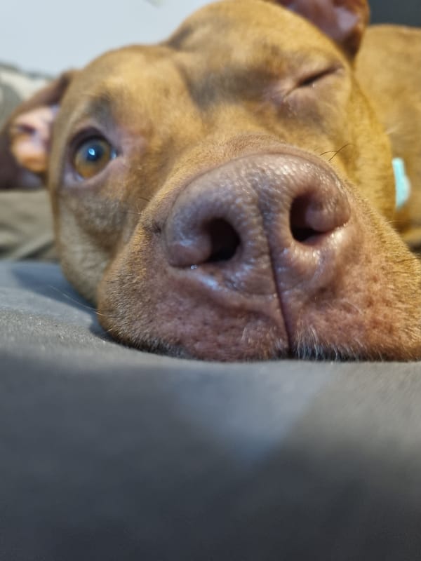 Dog wearing sunglasses photographed in living room