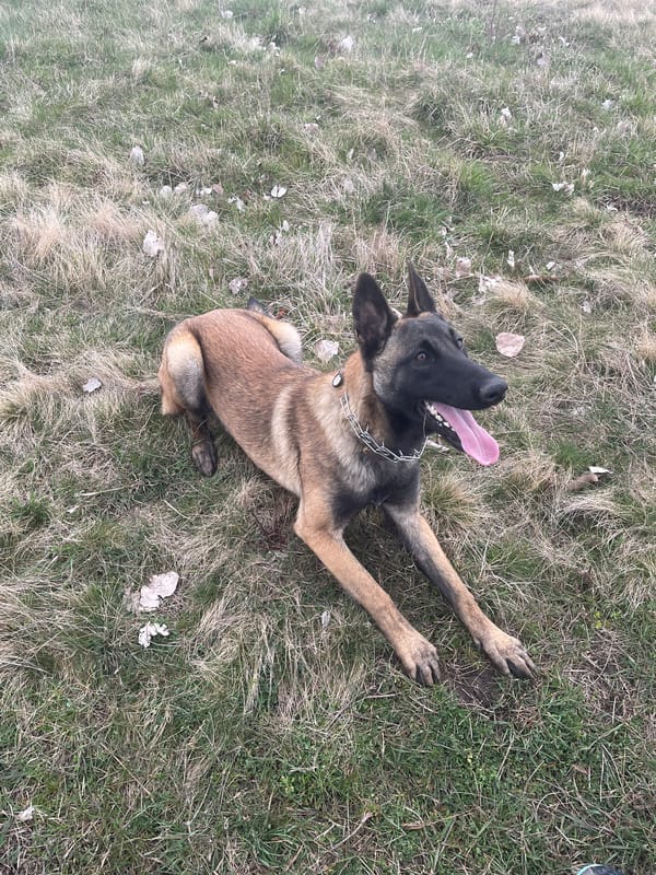 Dog plays with toy in Bulgarian field