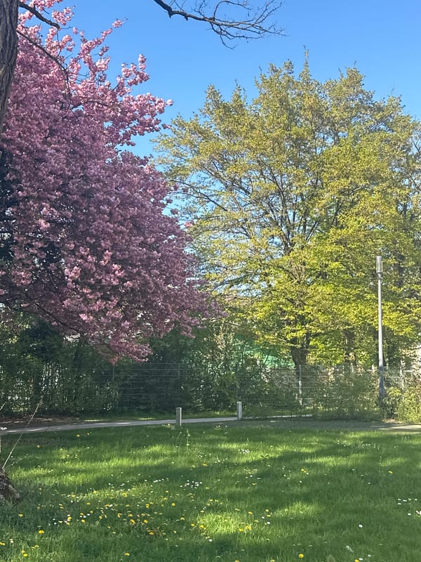 Spring blooms peak in Munich park scenes