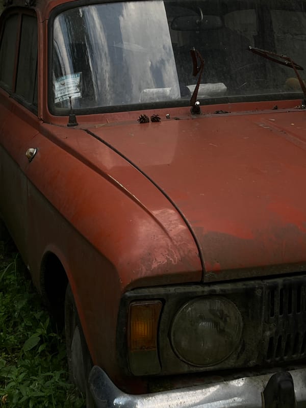 Lviv backyard: a dog, garden plants, and old vehicles