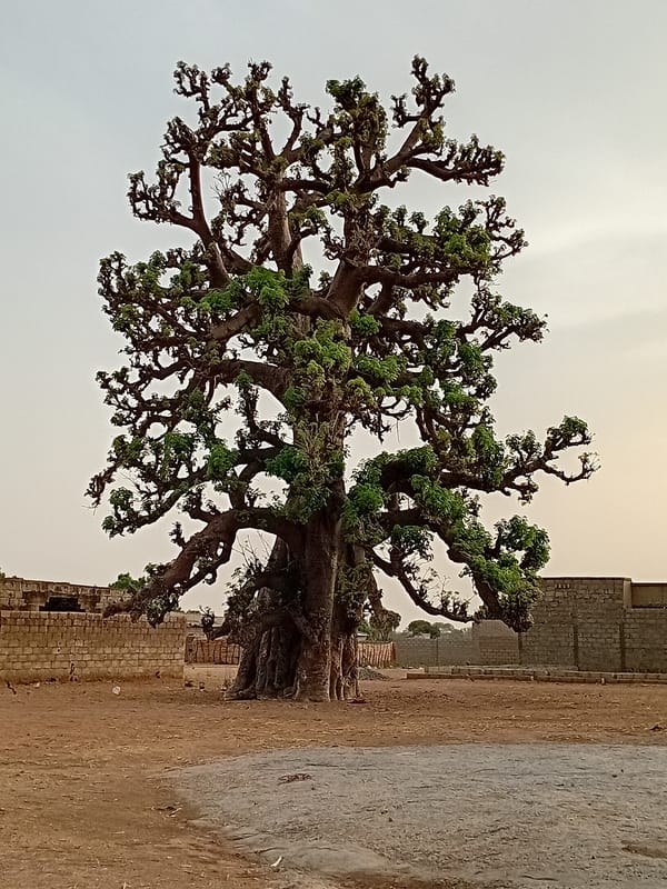 Tree and sunset scenes documented at same location