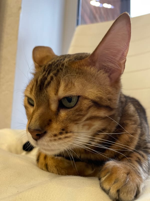 Bengal cat photographed resting indoors in Izhevsk, Russia