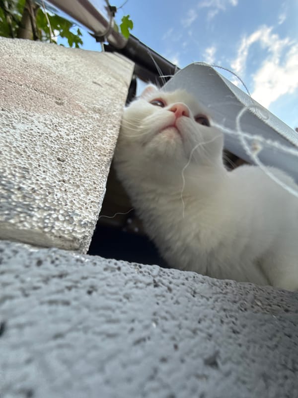 White cat on a ledge, grooming and looking around