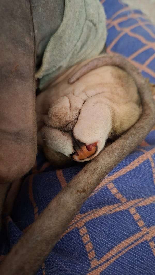 Sphynx Cat Sleeps in Gray Sweater in Belarus Village
