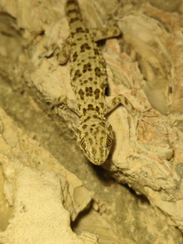 Gecko on rock, multiple close-up angles