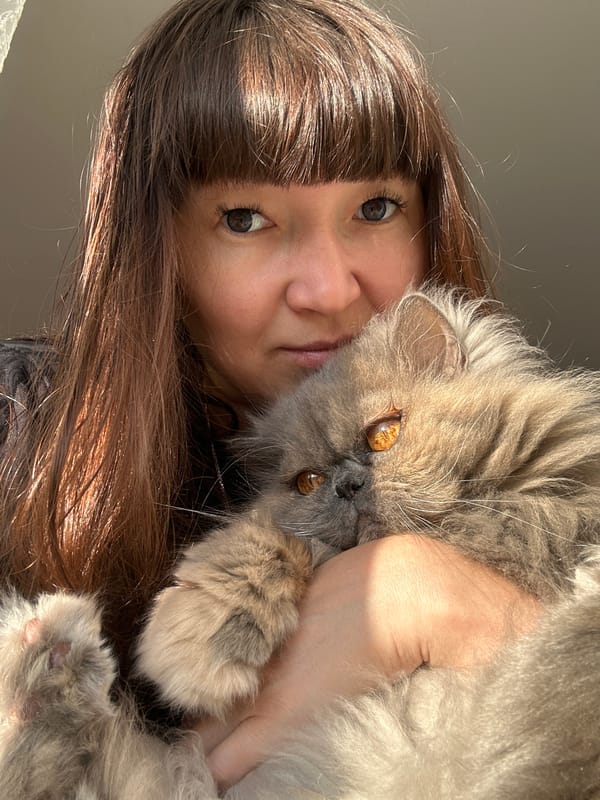 Cozy afternoon with a gray Persian cat in Chaikovsky