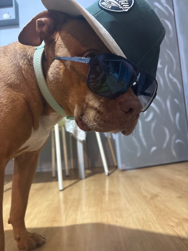 Dog in sunglasses and cap photographed indoors in Sofia