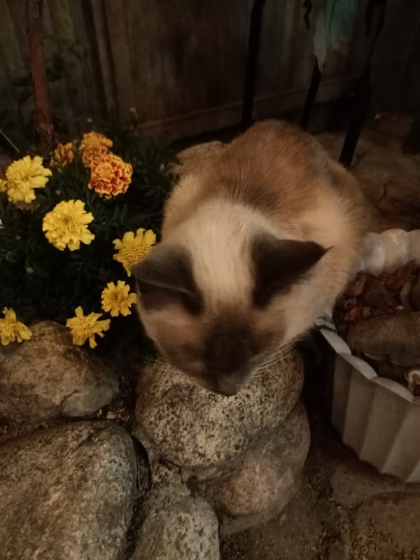 Cats observed lounging in outdoor spaces across Almaty