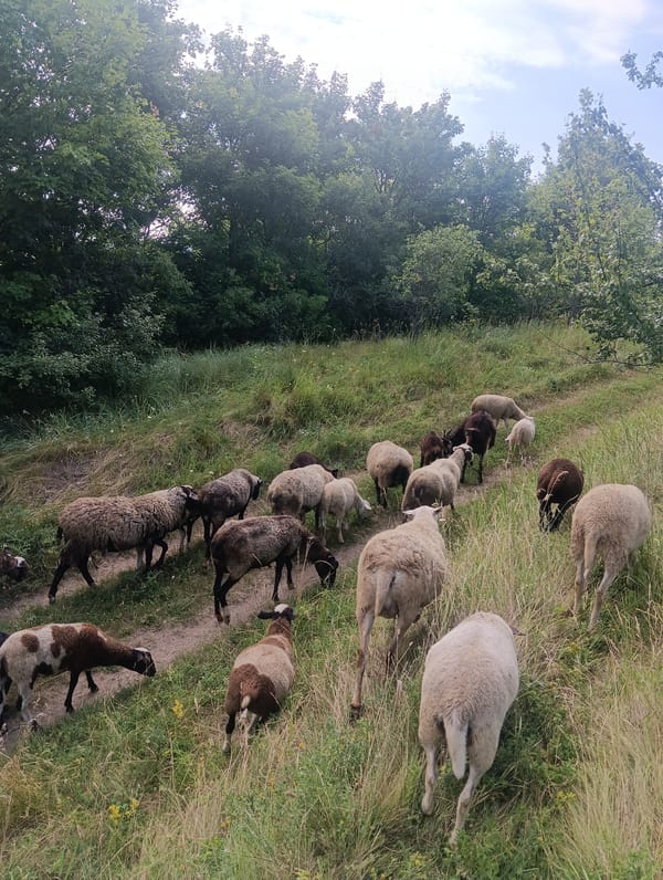 Mixed flock grazing and moving through rural hillside pastures