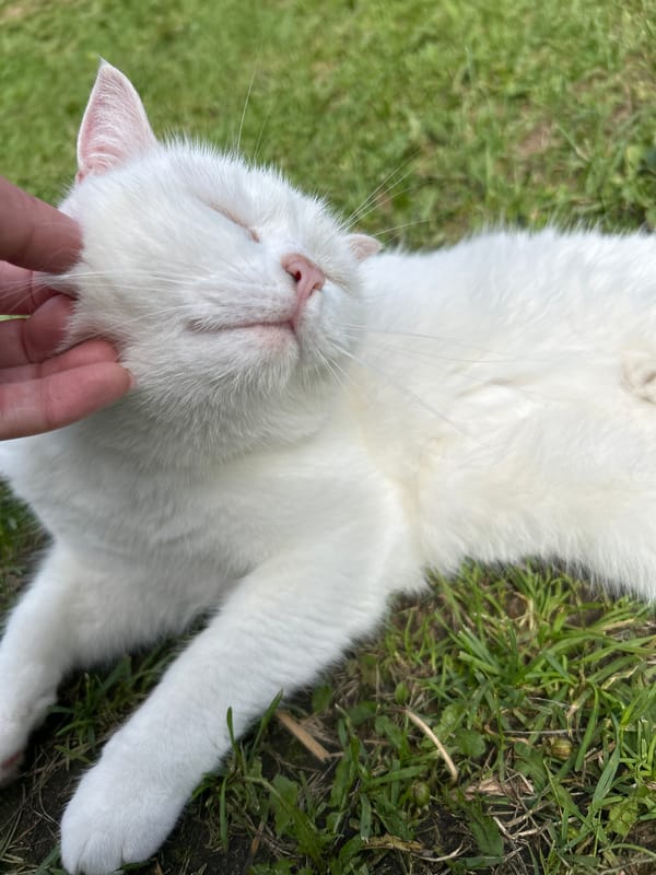 Lazy summer afternoon in Chaikovsky with a cat and a toddler