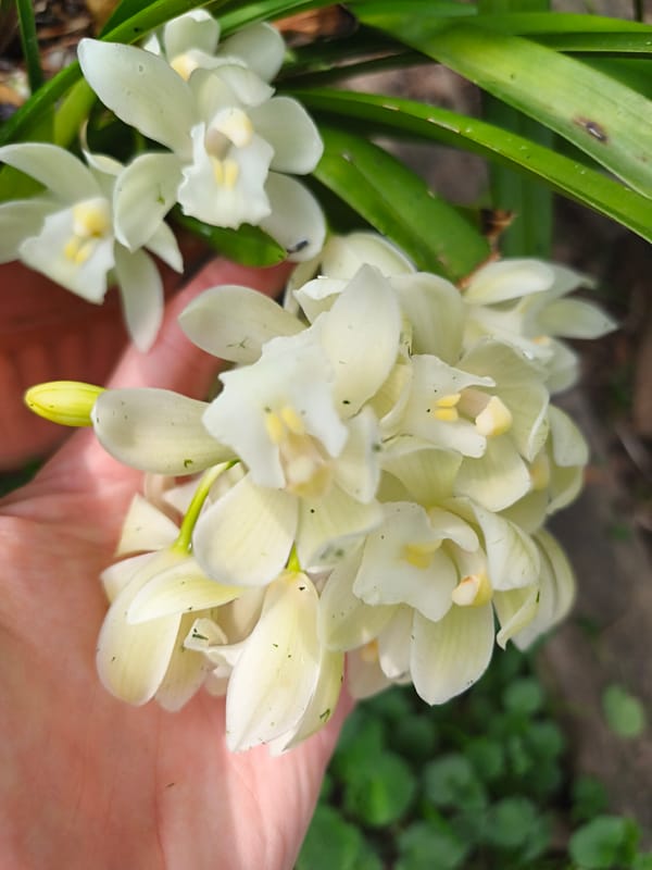 Morning garden tending session captures citrus trees and flowering plants