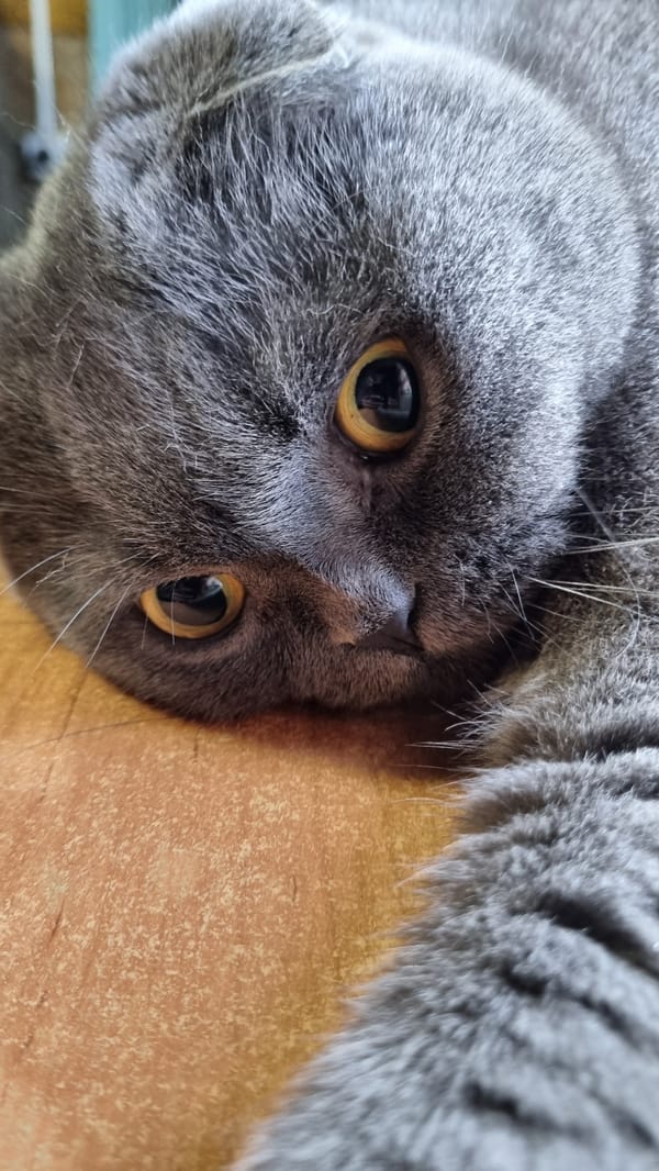 Scottish Fold cat photographed extensively at home in Russia