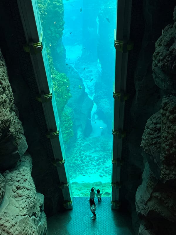 Abu Dhabi aquarium attractions draw morning visitors across multiple venues