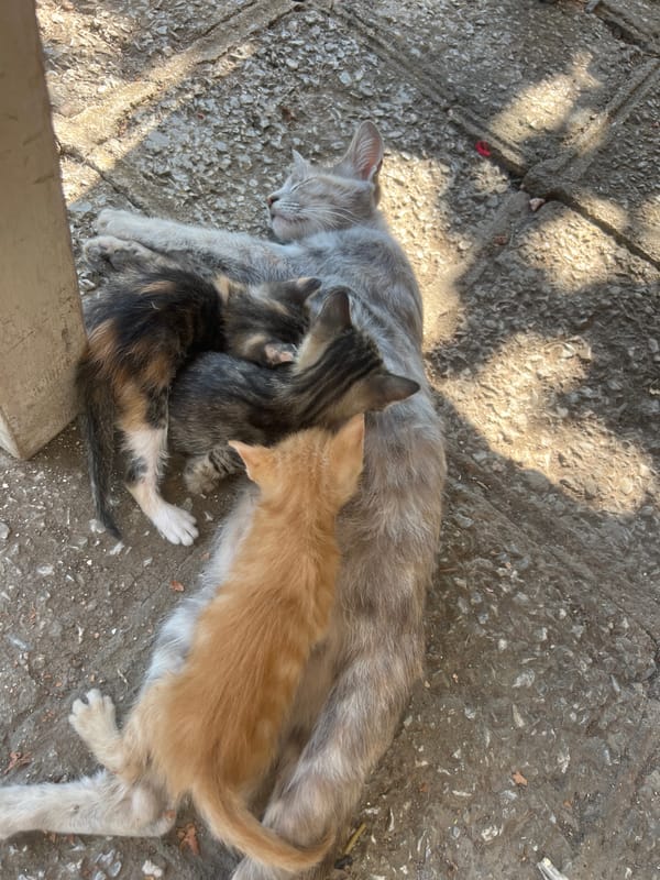 Mother cat nurses a colorful litter on a Kamenets street