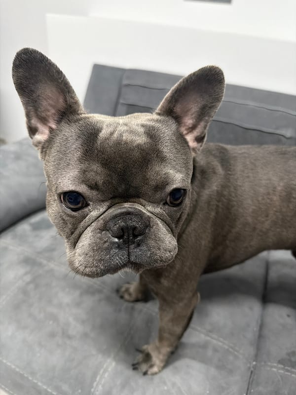 French Bulldog at home in Ruse, with quirky craft projects nearby