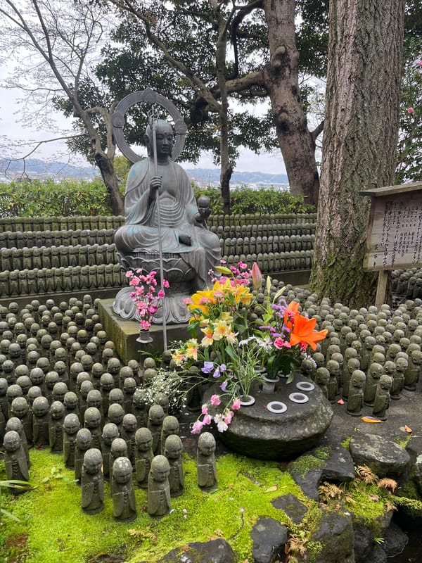 Cherry blossoms and Buddhist statues observed across Kamakura