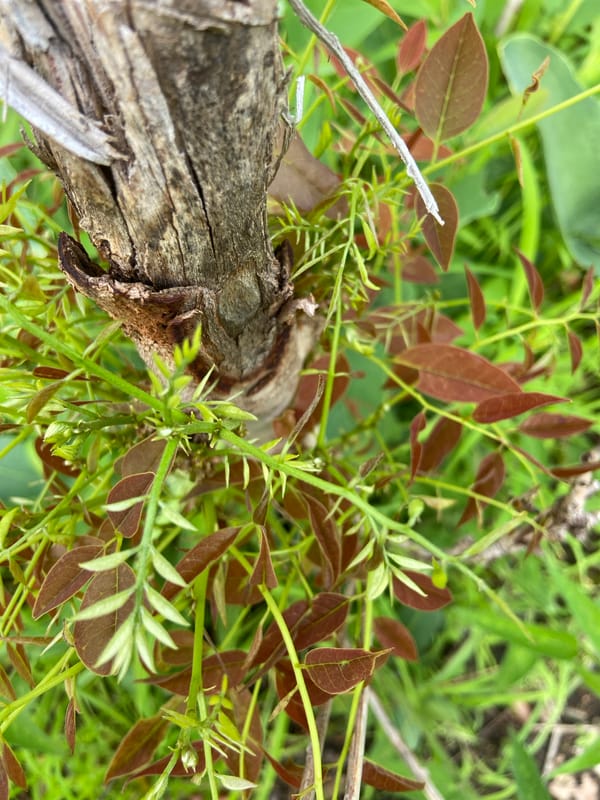 Nature documentation session captures flora and fauna in Mararaba