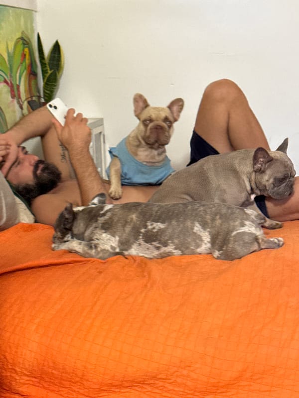 Three French Bulldogs doing absolutely nothing productively in Italy