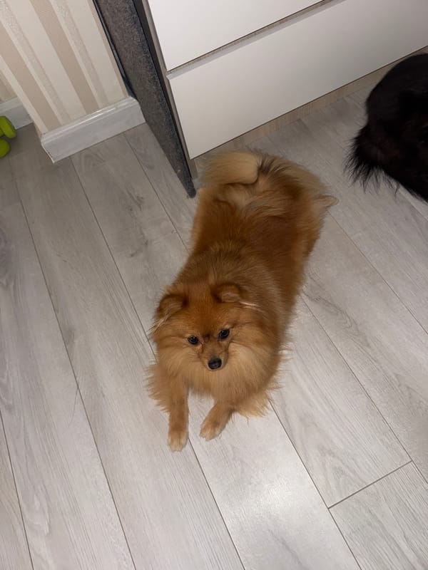 Pet photo session in Sirius home