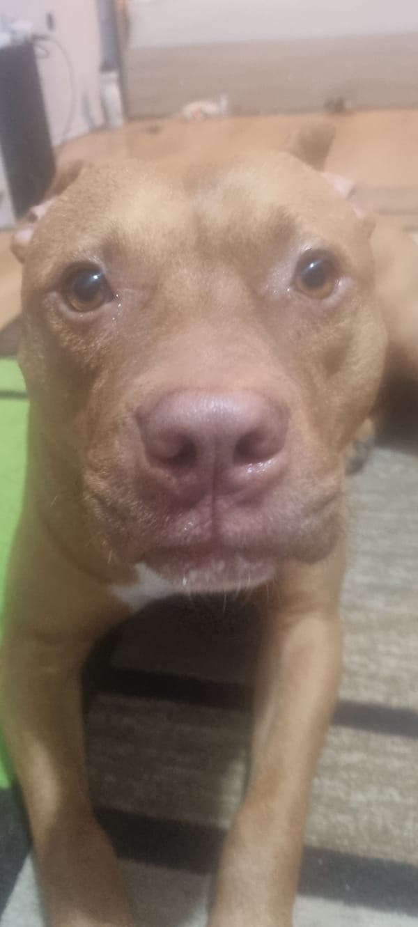 Tan dog rests indoors, gazes at camera