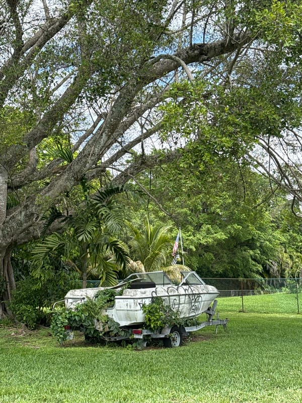 Quiet suburban moments captured in Davie, Florida backyard setting
