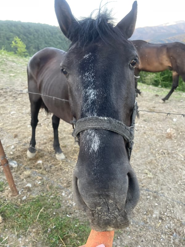 Horses near Sochi and a golden-hour evening in Baranovka