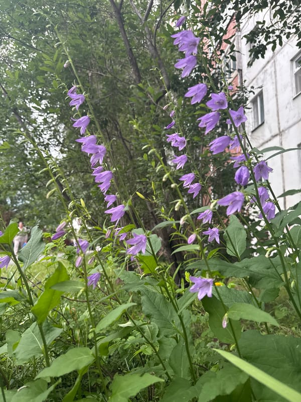 Close-up garden shots of flowers and foliage in Surgut
