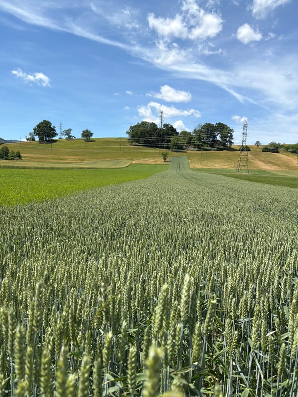 Rural farmland documented during late morning agricultural survey