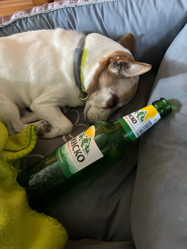 Dog sleeps beside beer bottle in Bulgarian home
