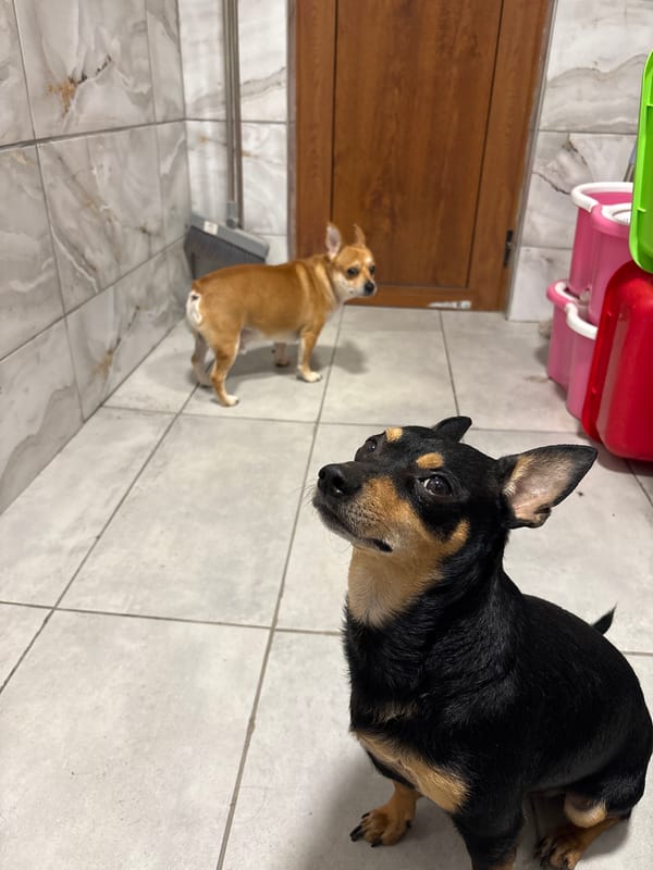 Dogs spotted around Kuklen, Bulgaria during afternoon hours