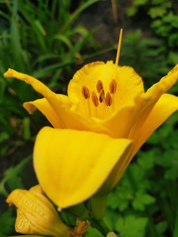 Yellow lily and a Rottweiler on a summer morning in Horishni Plavni