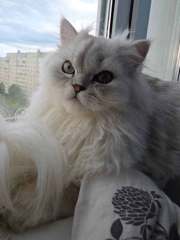 Persian cat and dog at home in Novocheboksarsk, cloudy morning
