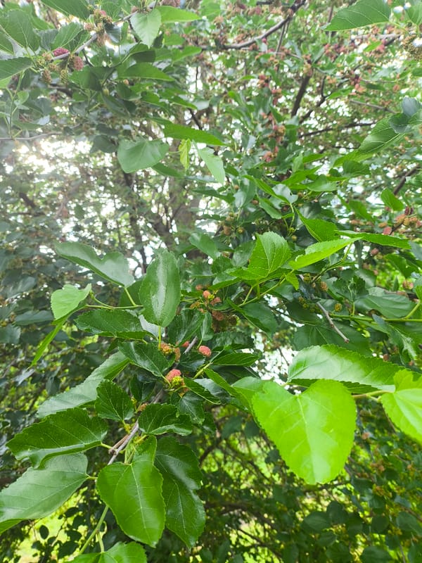 Mulberry tree in fruit, rural Ukraine, midsummer