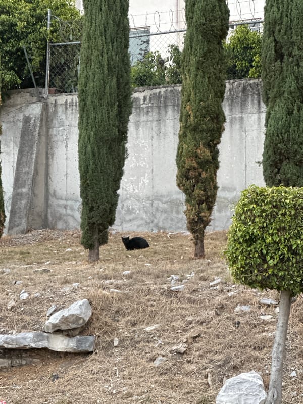 Black animal spotted near concrete wall in Puebla