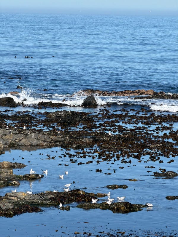 Cape Town coastal and mountain scenery captured by witnesses