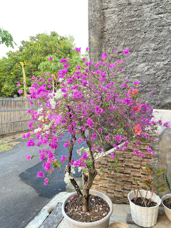 A well-tended home garden in Margorejo, full of life
