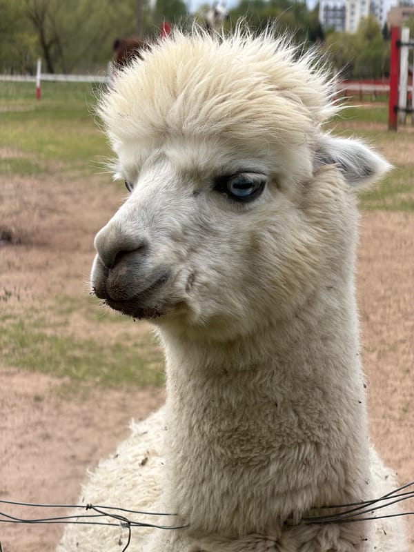 Children visit farm animals at Ķekava, Latvia petting zoo