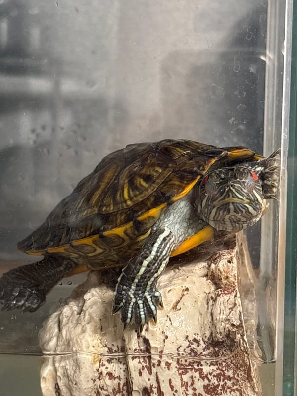 Red-eared slider turtle in a home aquarium, Misaylovo