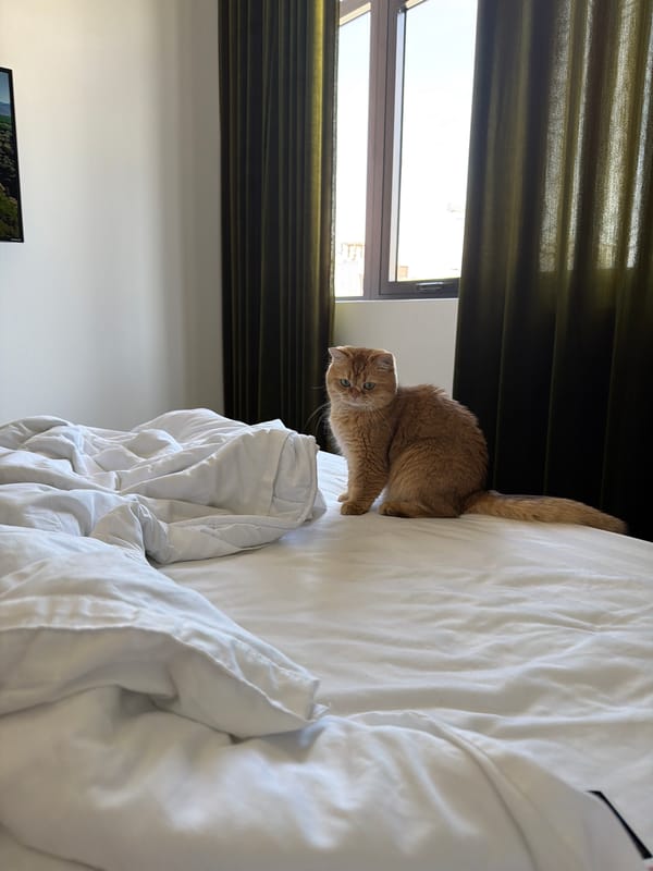 Orange cat spends morning hours on hotel bed in Đà Nẵng