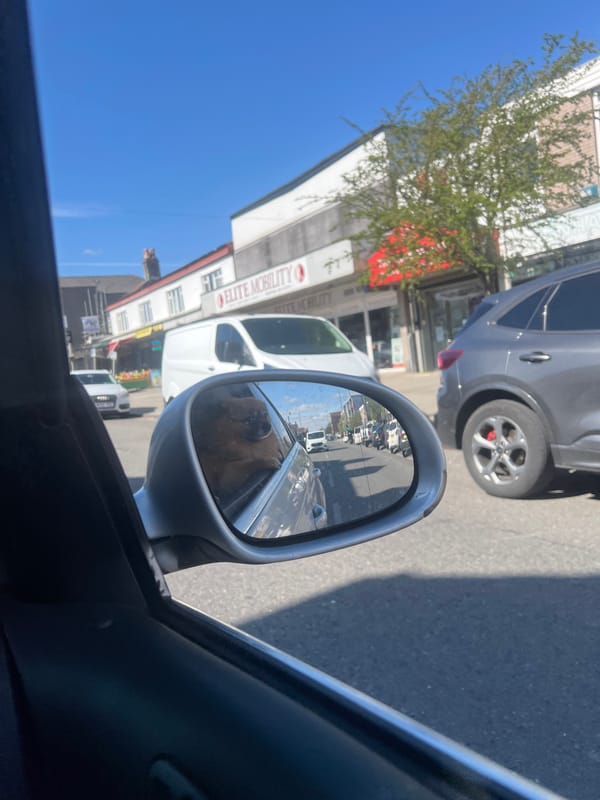 Driver travels with Pomeranian passenger in Kingswood