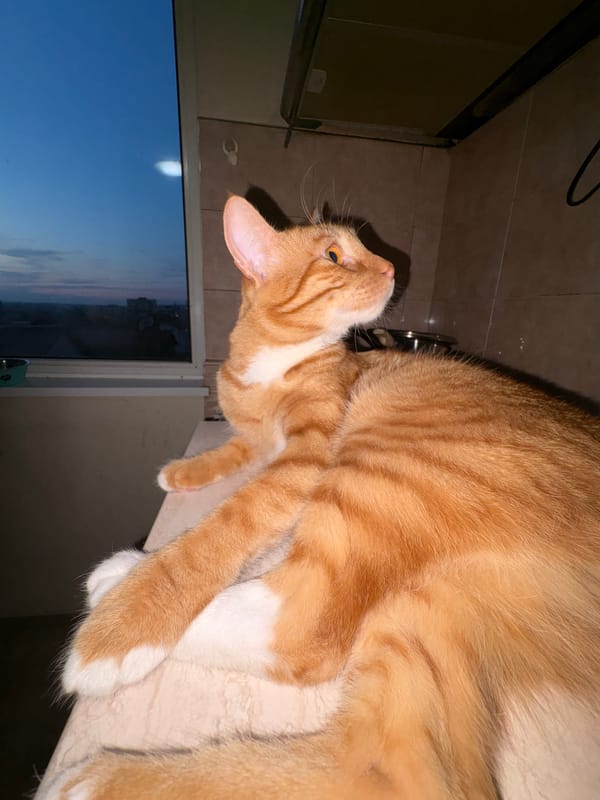 Evening with orange tabby cat, quiet streets in Vratsa