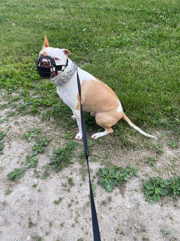 Muzzled pit bull out for a walk near residential buildings