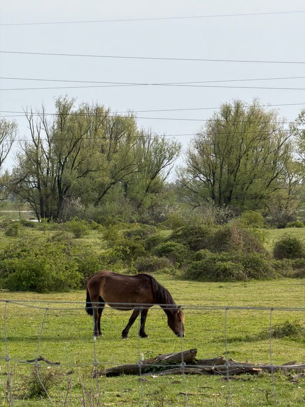 Horses graze in field near Kutina, Croatia
